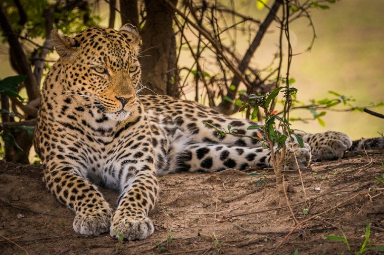 125 Zambia, South Luangwa NP, luipaard.jpg